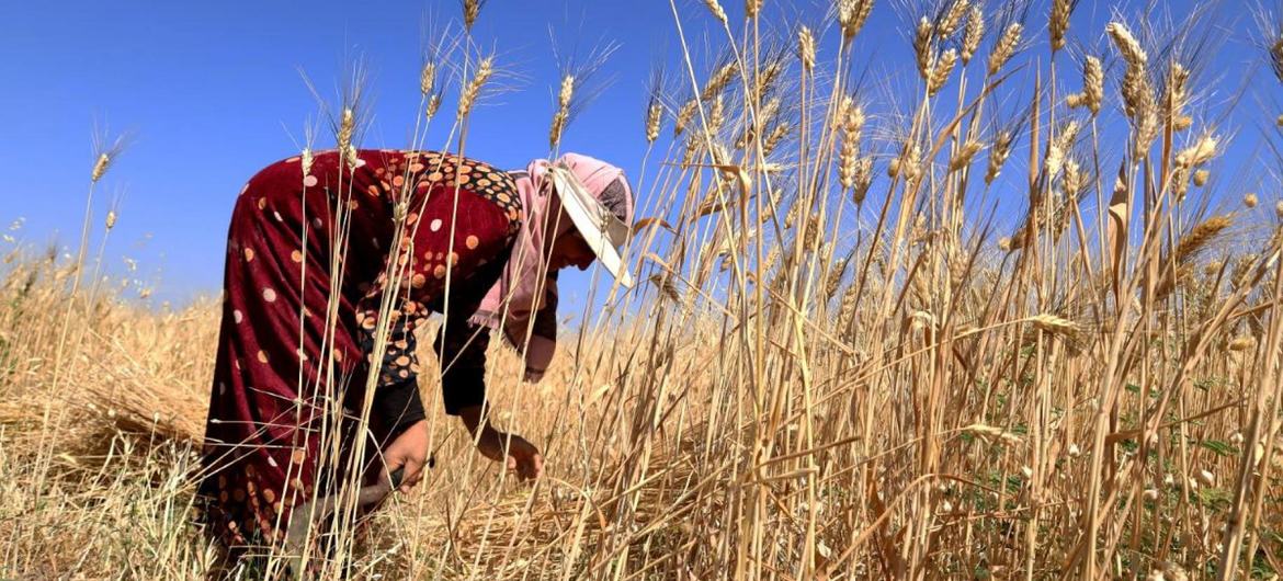 The adoption of more sustainable agriculture practices is key to increasing the productivity and income of rural farmers. The adoption of more sustainable agriculture practices is key to increasing the productivity and income of rural farmers.