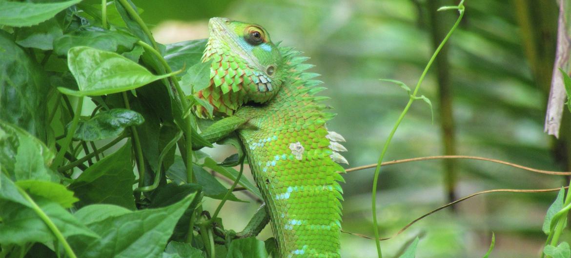 Green forest lizards are found in forests in India and Sri Lanka. Green forest lizards are found in forests in India and Sri Lanka.