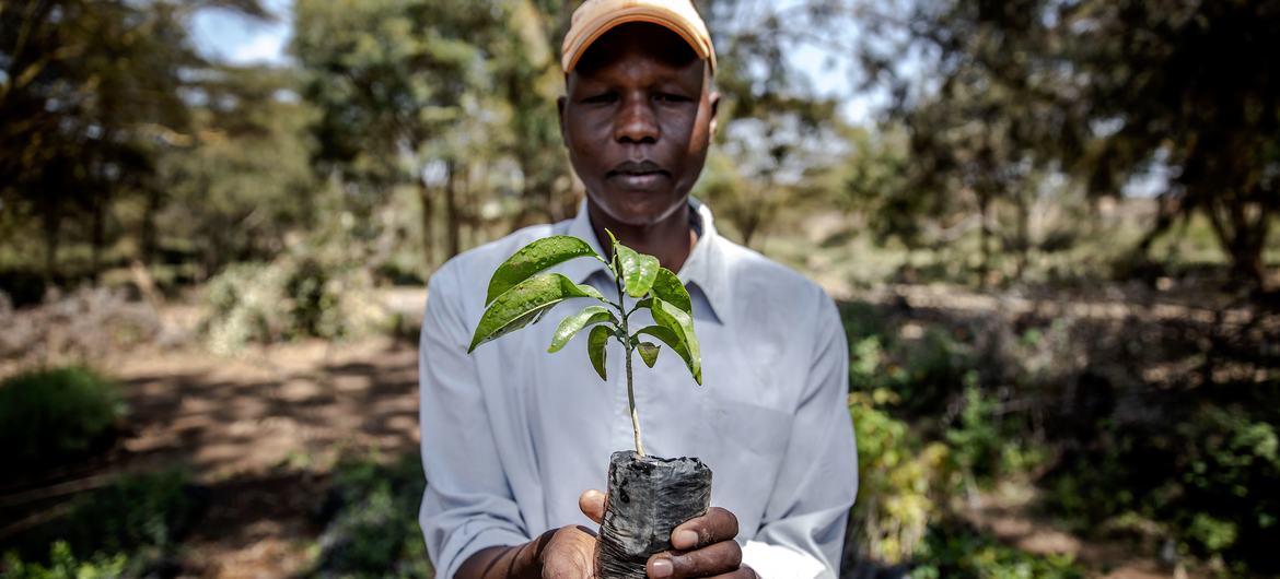 Forests are being restored through biodiversity enterprise programmes in Kenya. Forests are being restored through biodiversity enterprise programmes in Kenya.