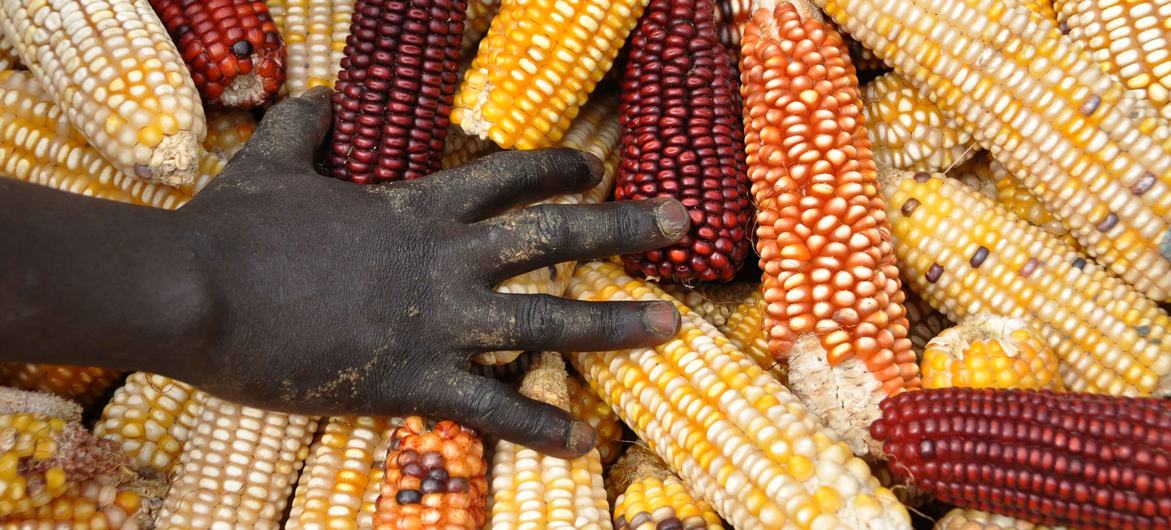 Maize, in its many varieties, is the most important cereal crop in sub-Saharan Africa. Maize, in its many varieties, is the most important cereal crop in sub-Saharan Africa.
