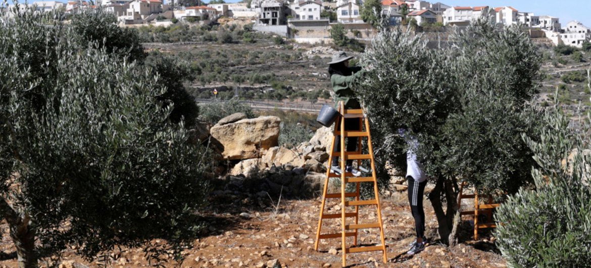 Palestinian farmers harvest olives with an Israeli settlement in the background. (file) Palestinian farmers harvest olives with an Israeli settlement in the background. (file)