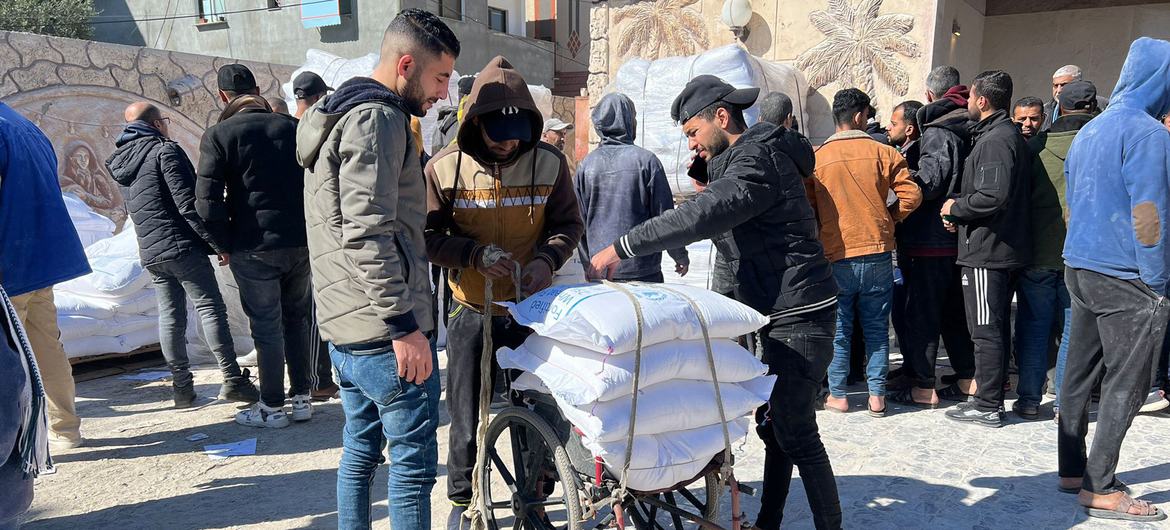 More than 350,000 families in Gaza have received flour distributed by UNRWA. More than 350,000 families in Gaza have received flour distributed by UNRWA.