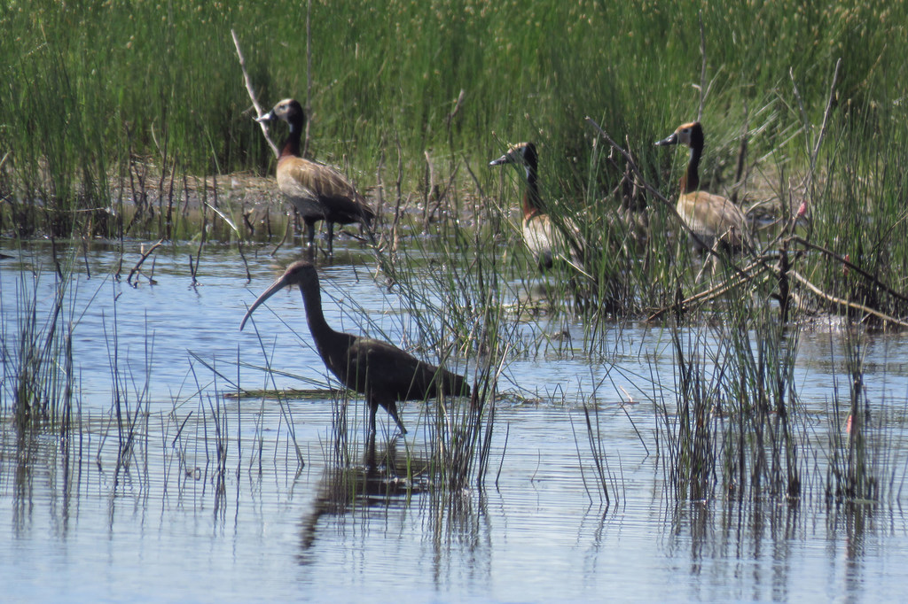 An ibis and ducks graze the wetlands close to Buenos Aires. An ibis and ducks graze the wetlands close to Buenos Aires.