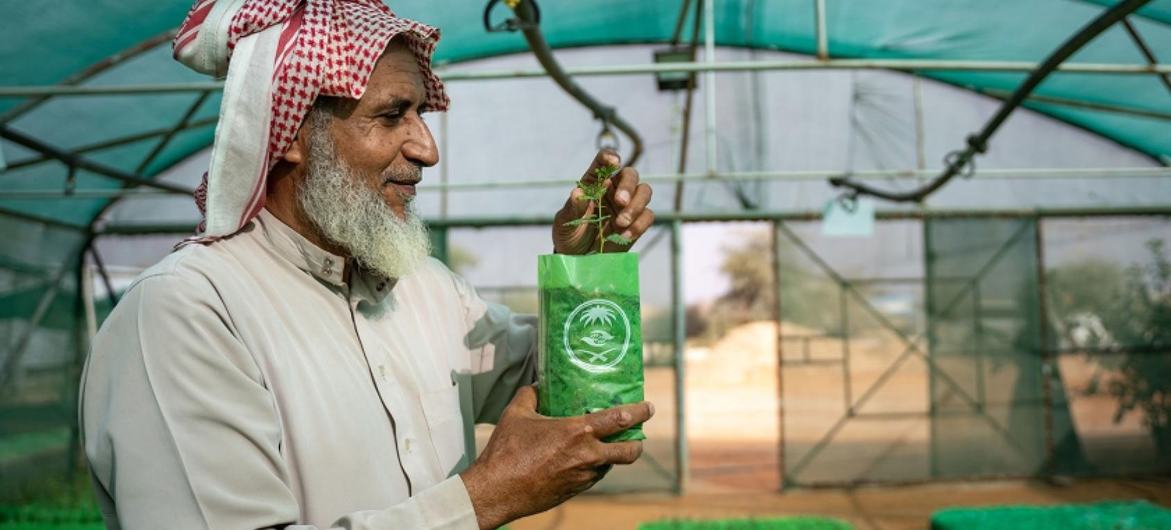 Thadiq National Park manager Abdullah Ibrahim Alissa surveys saplings at a tree nursery in a desert area of central Saudi Arabia. Thadiq National Park manager Abdullah Ibrahim Alissa surveys saplings at a tree nursery in a desert area of central Saudi Arabia.