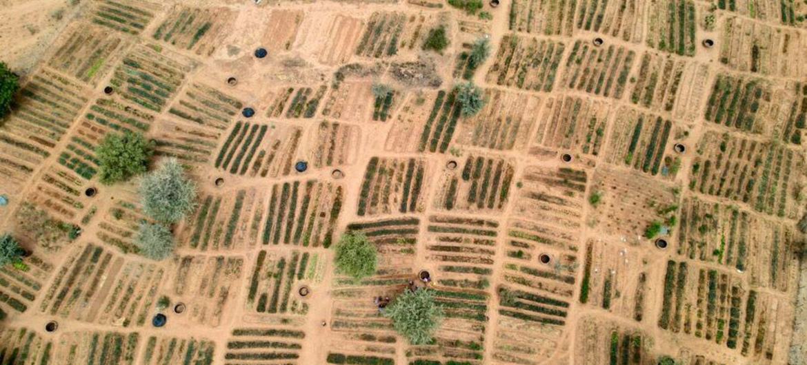 An aerial view of WFP-supported community gardens in Niger's Tillaberi region, which are part of a broader, multi-partner Sahel resilience initiative. An aerial view of WFP-supported community gardens in Niger's Tillaberi region, which are part of a broader, multi-partner Sahel resilience initiative.